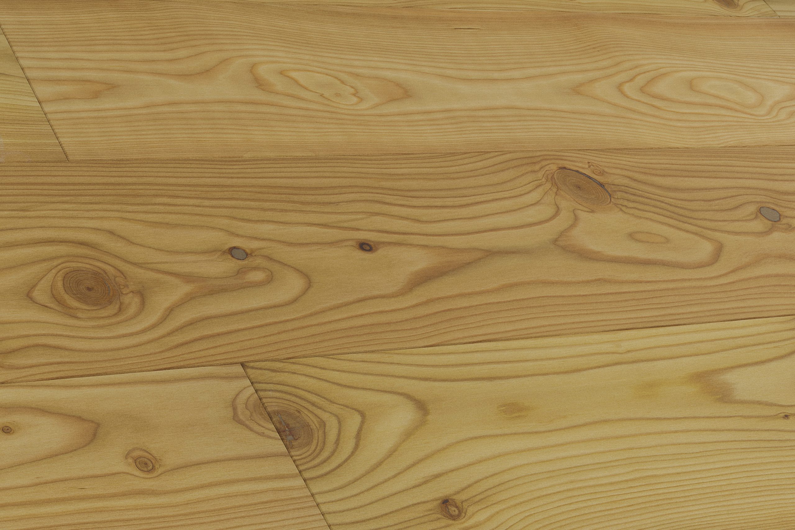 Larix